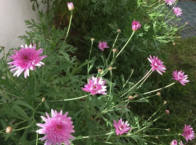 Pe Na Areia, Clube Nautilus, Porches