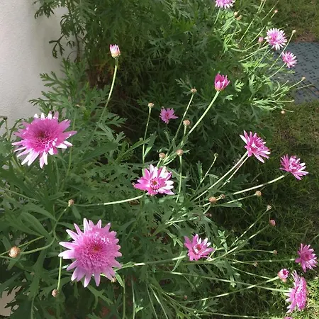 Pe Na Areia, Clube Nautilus, Porches